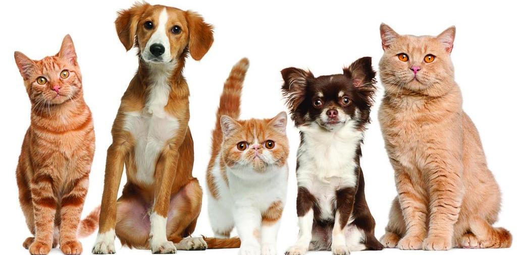 Доска объявлений о животных | ЗооТом - продажа, вязка и услуги для животных в Болгаре