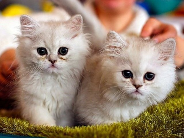Породы кошек в Болгаре | ЗооТом портал о животных
