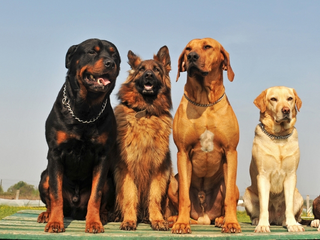 Крупные породы собак в Болгаре | ЗооТом портал о животных
